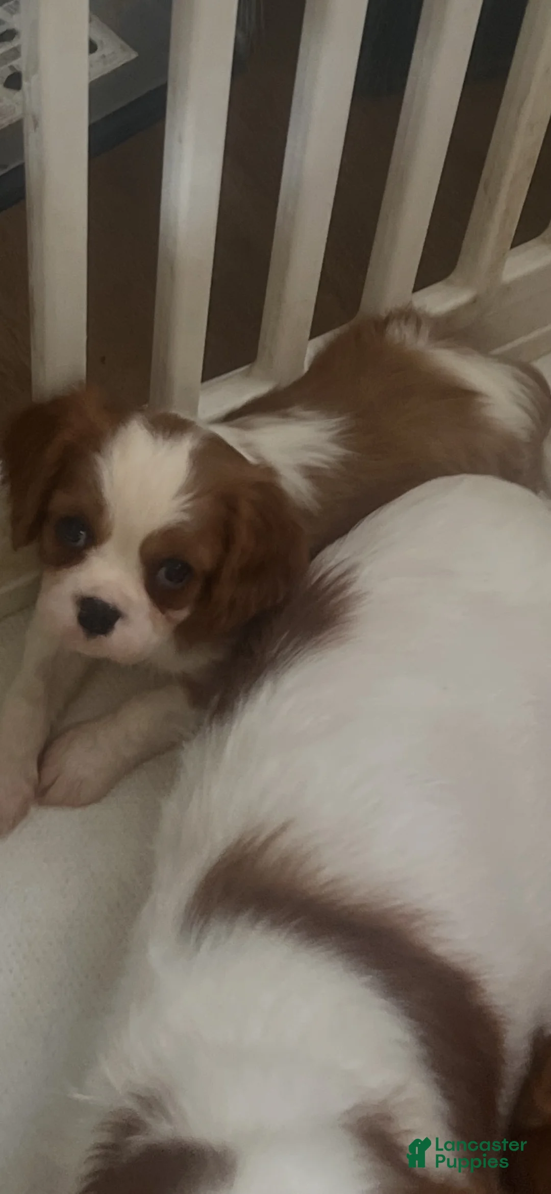 Cavalier King Charles Spaniel dogs for sale: Cavalier King Charles Spaniel 1 - Ad 1