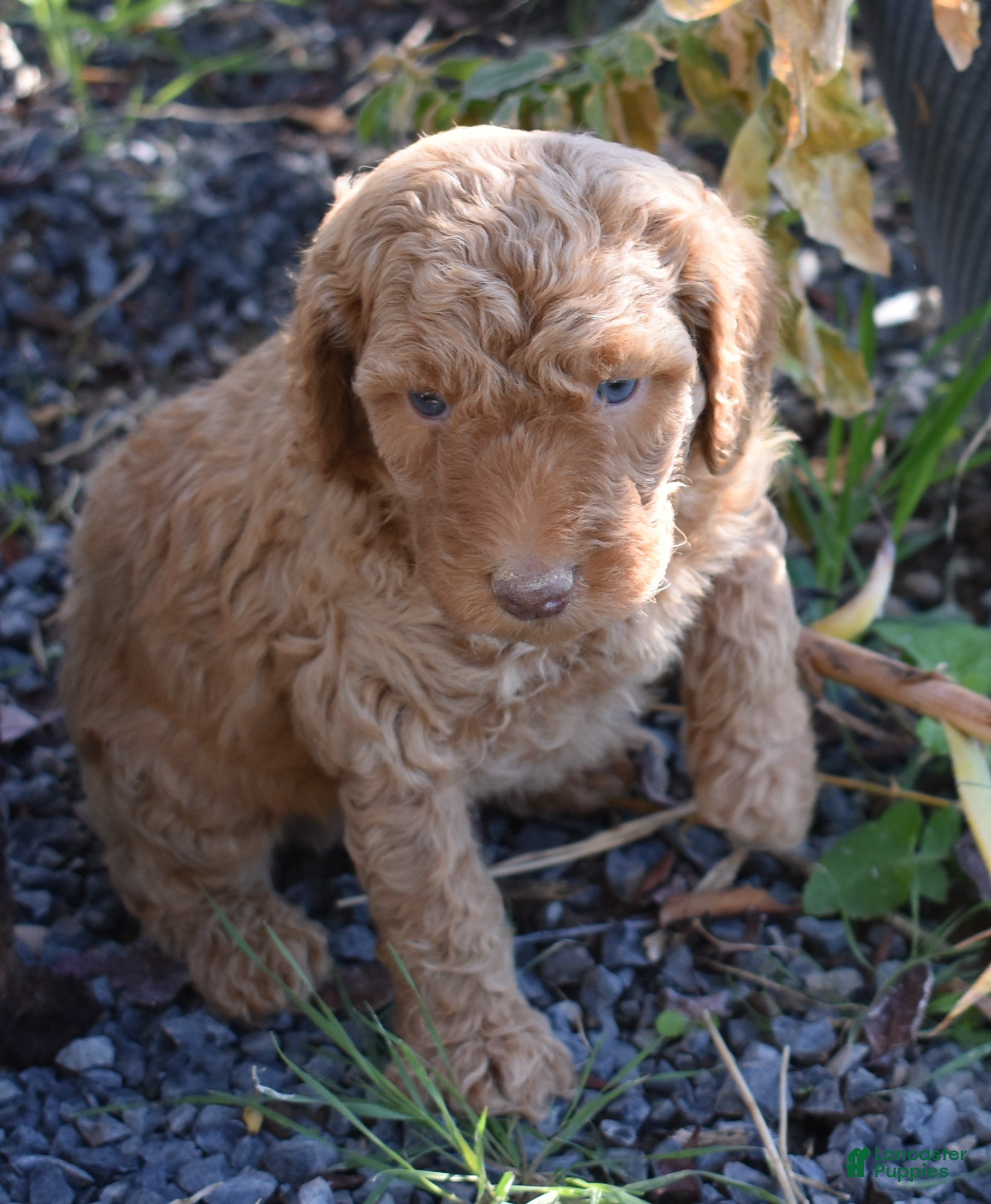 Standard Poodle dogs Standard Poodle 2 Apricot - Ad 1