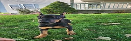 Doberman Pinscher dogs for sale: Kenzie - Ad 5
