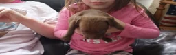 American Bully dogs for sale: Ariel Manning - Ad 10