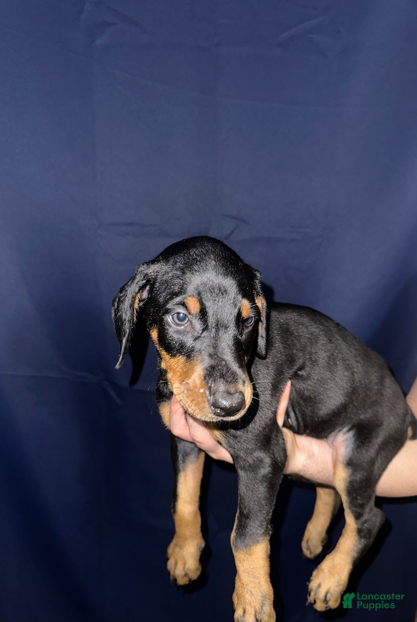 Doberman Pinscher dogs Doberman Pinscher 7 - Ad 8