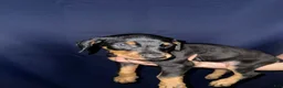 Doberman Pinscher dogs for sale: Doberman Pinscher 7 - Ad 1