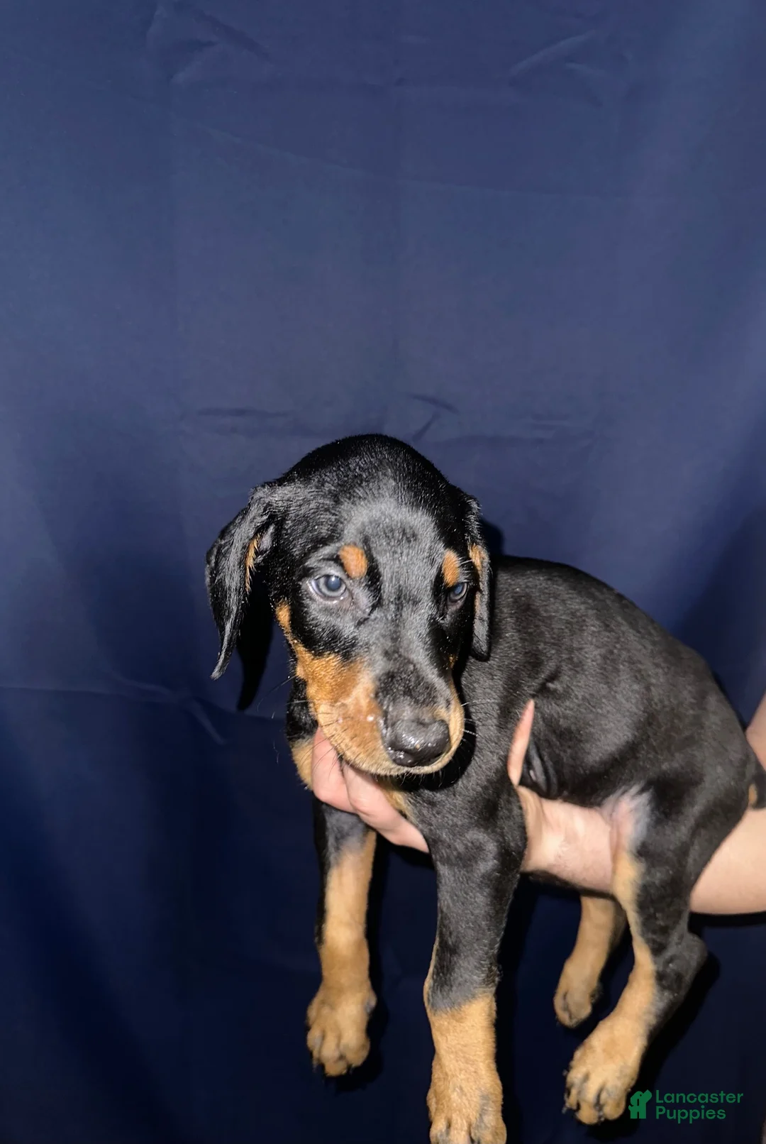 Doberman Pinscher dogs for sale: Doberman Pinscher 7 - Ad 1