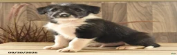 Mixed Breed dogs for sale: Bark Barrel - Ad 2