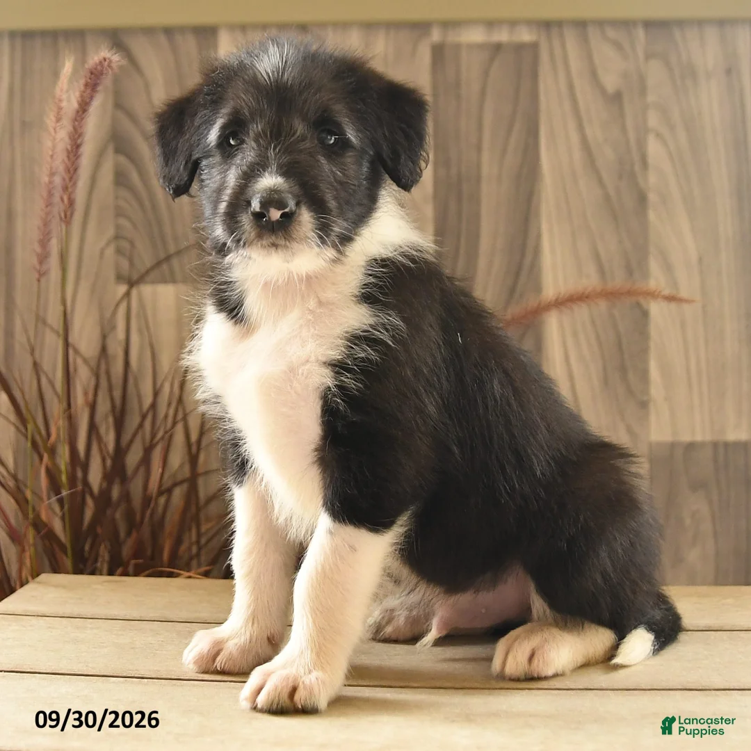 Mixed Breed dogs for sale: Bark Barrel - Ad 2