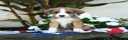Mixed Breed dogs for sale: Una  - Ad 1
