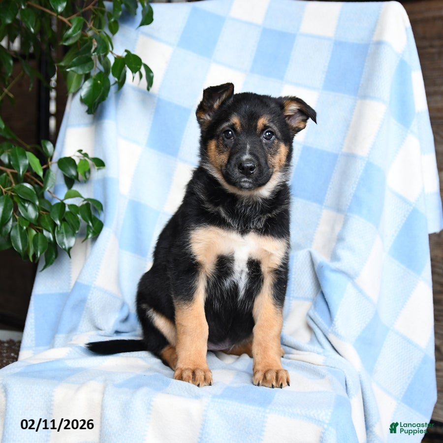 Mixed Breed dogs Bubbles - Ad 22