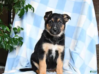 Mixed Breed dogs Bubbles - Ad 40