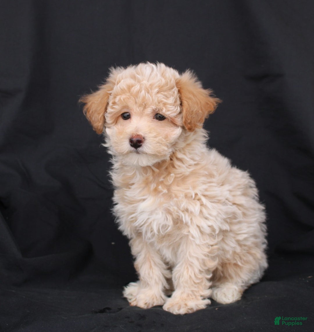 Bichpoo dogs for sale: Prince - Ad 1
