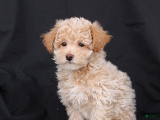 Bichpoo dogs Prince - Ad 21