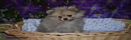 Pomeranian dogs for sale: Randy - Ad 2