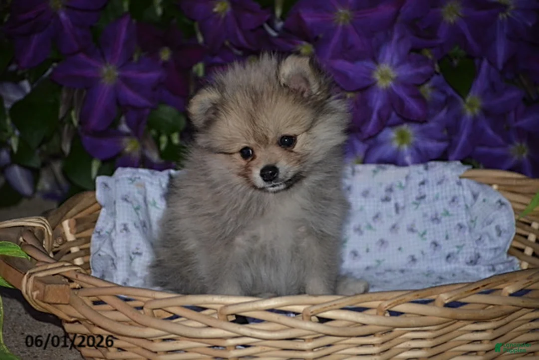 Pomeranian dogs for sale: Randy - Ad 2