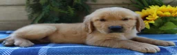 Golden Retriever dogs for sale: Rusty - Ad 3