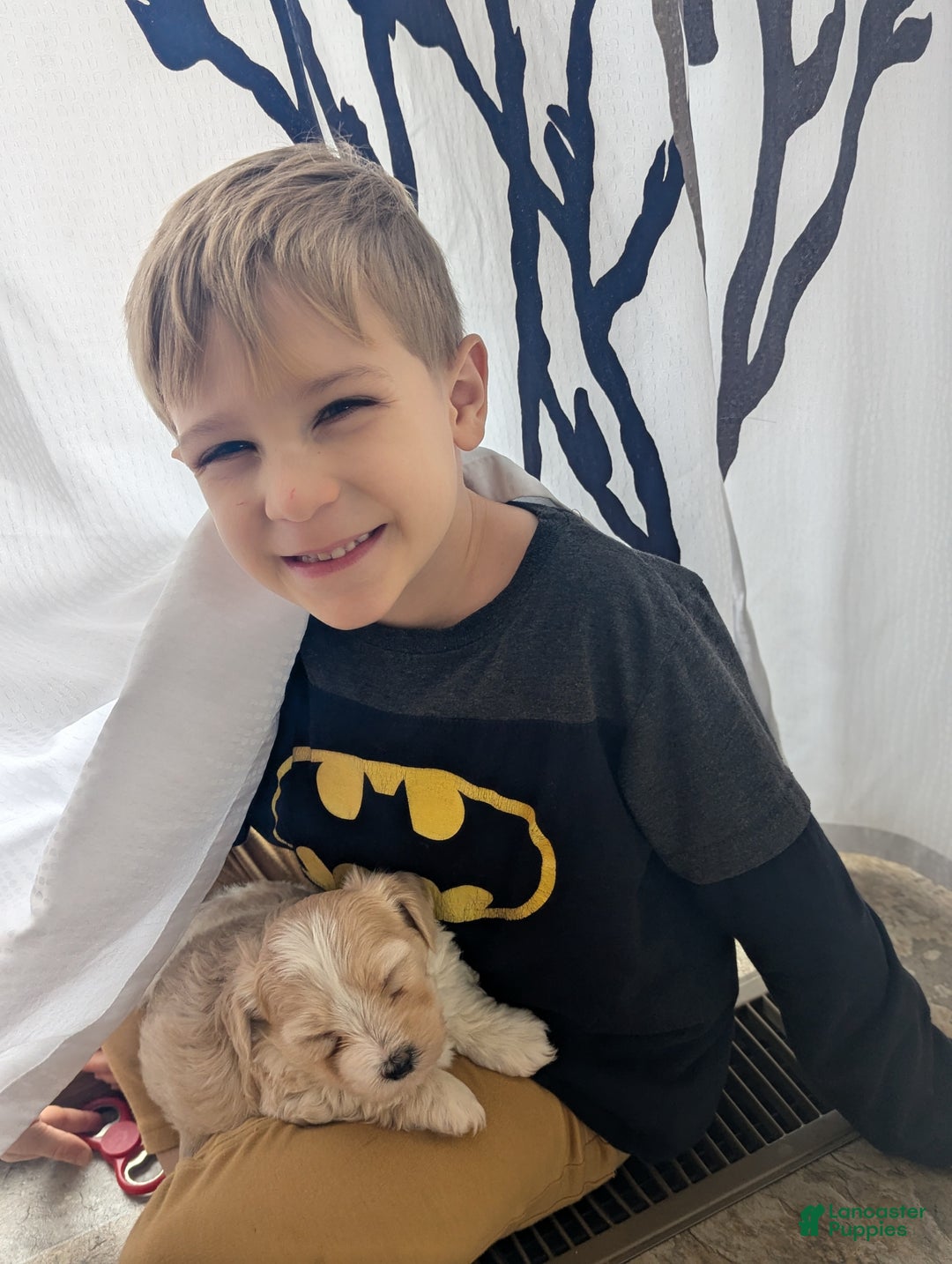 Mixed Breed dogs for sale: Rocket - Ad 18