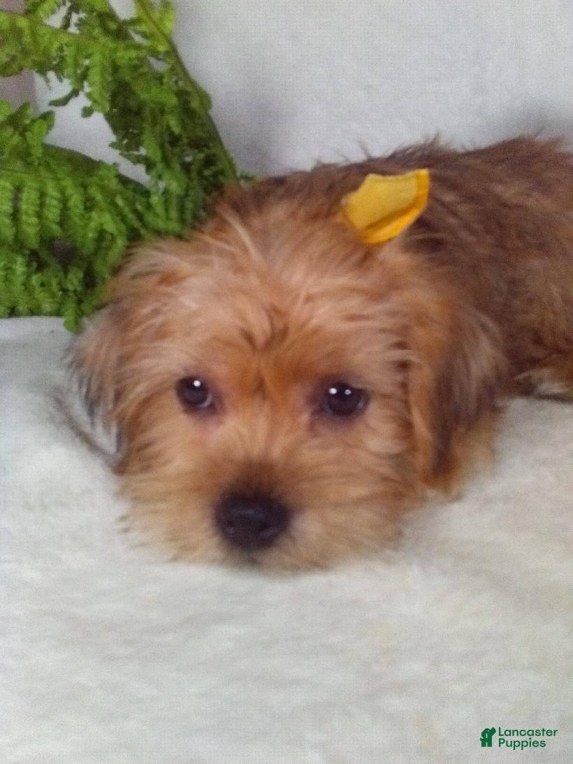 Shorkie dogs Paws - Ad 2