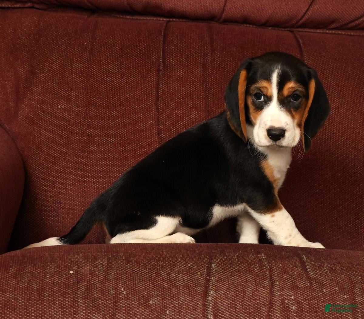 Beagle dogs for sale: Captain - Ad 2