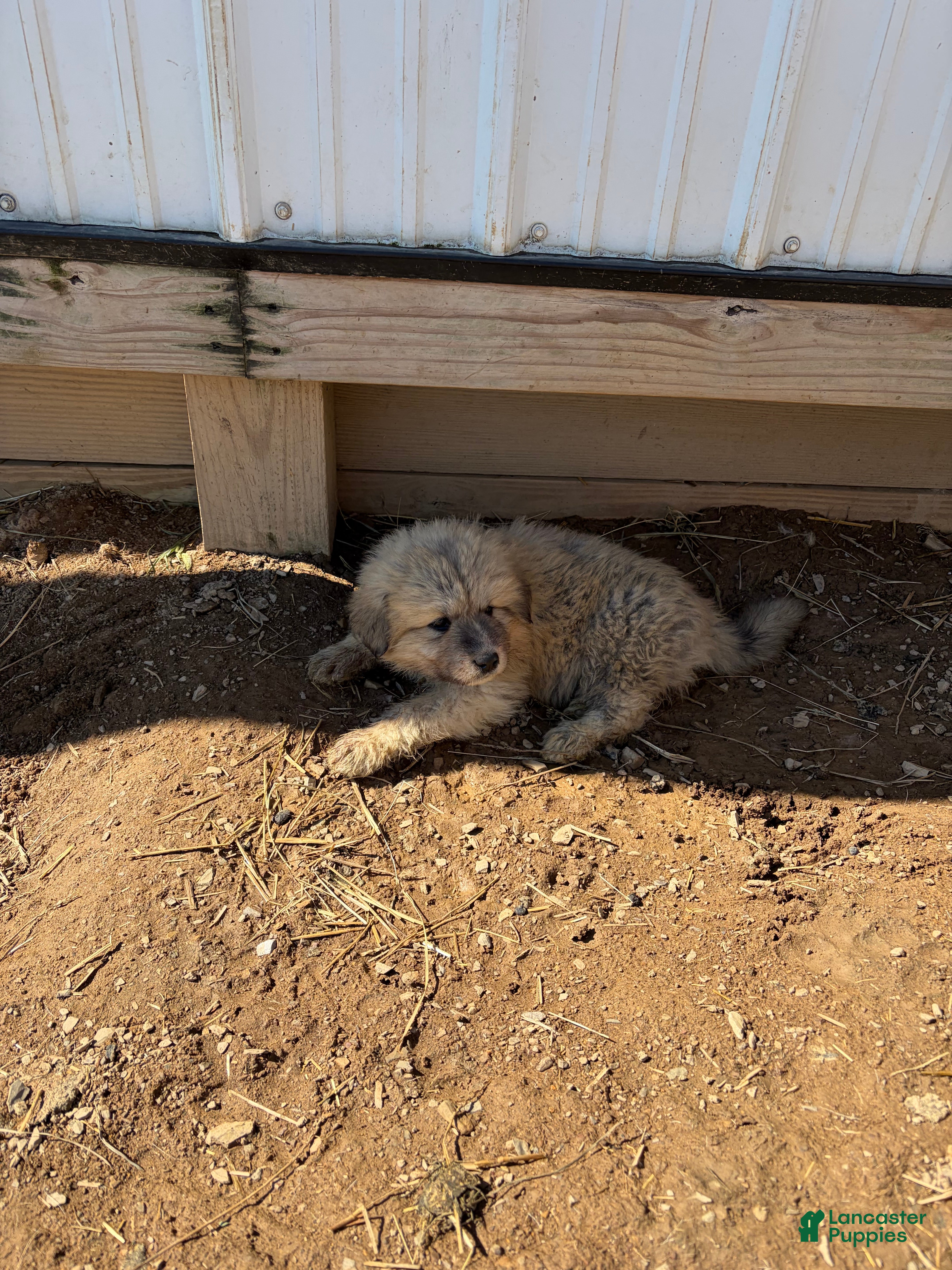 Great Pyrenees dogs Great Pyrenees Puppy 2 - Ad 16