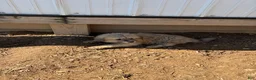 Great Pyrenees dogs for sale: Great Pyrenees Puppy 2 - Ad 1
