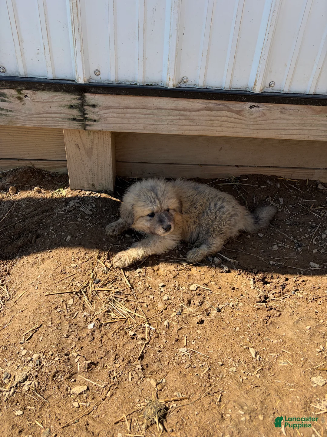 Great Pyrenees dogs for sale: Great Pyrenees Puppy 2 - Ad 1