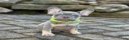 French Bulldog dogs for sale: Teddy Video ad - Ad 7