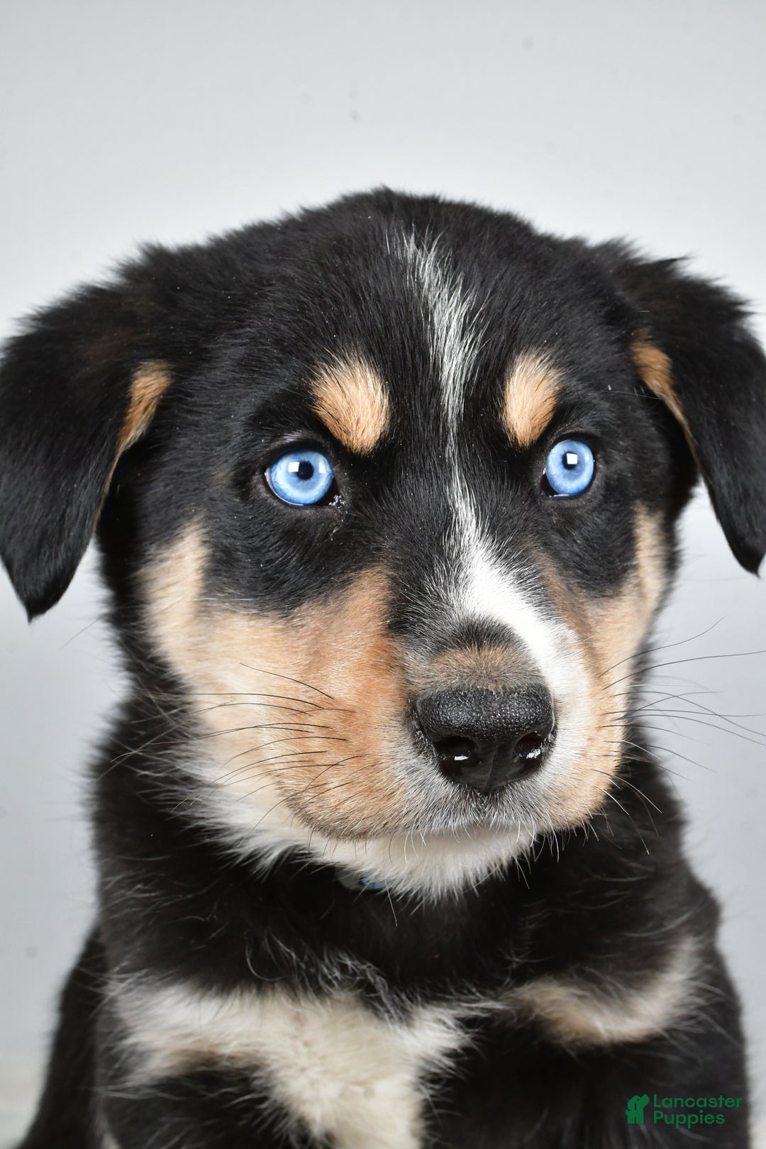 Mixed Breed dogs for sale: Diesel - Ad 1