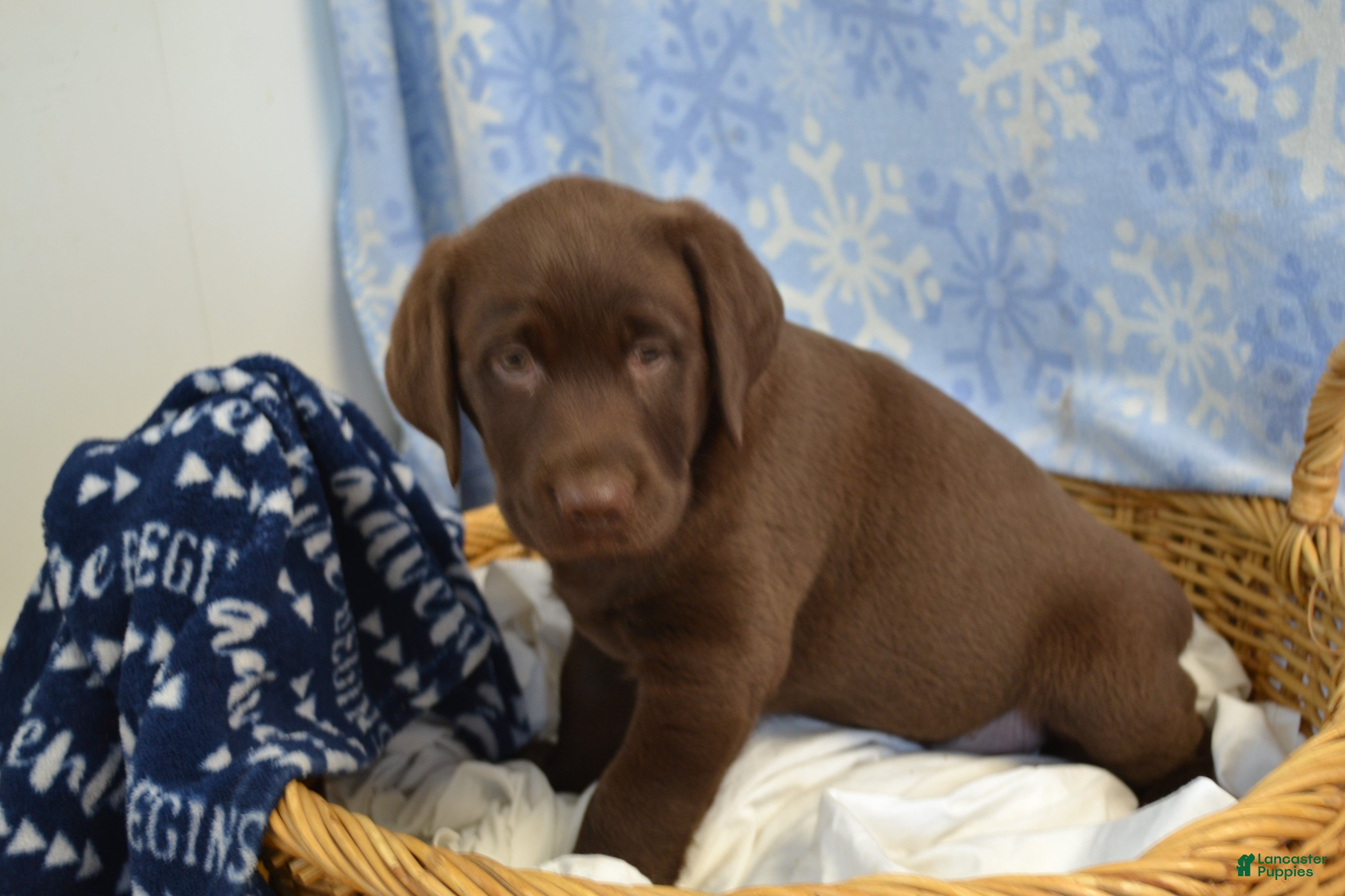 Labrador Retriever dogs Rascal - Ad 12