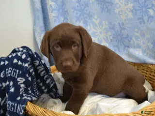 Labrador Retriever dogs Rascal - Ad 4