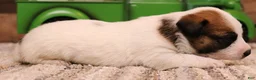 Jack Russell Terrier dogs for sale: Stew is white w/ tri markings - Ad 5