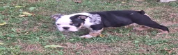 English Bulldog dogs for sale: ElVIS  - Ad 4