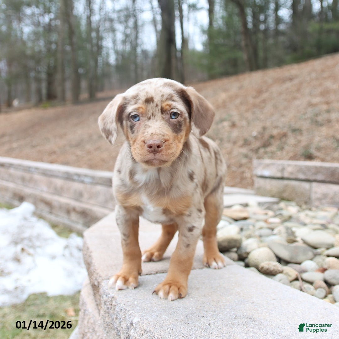 Mixed Breed dogs for sale: Marshall - Ad 2