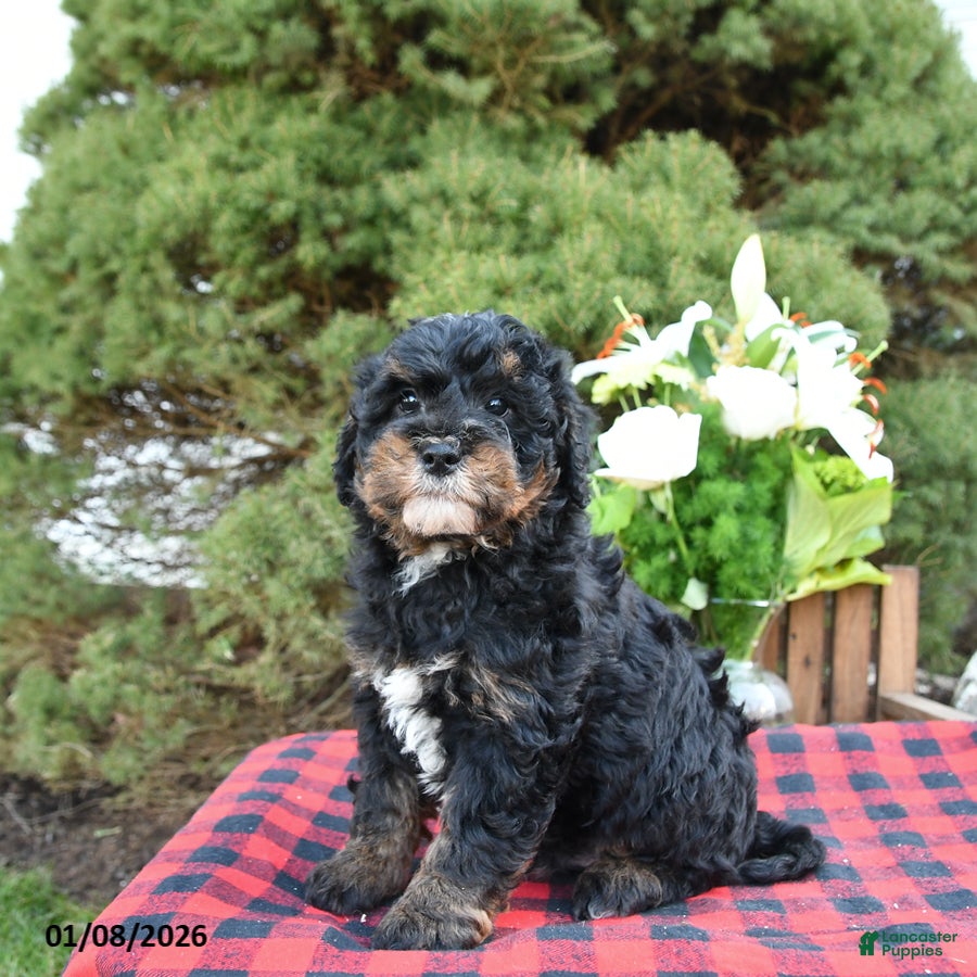 Mini Bernedoodle dogs Sarge - Ad 4