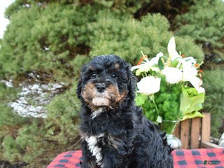 Mini Bernedoodle dogs Sarge - Ad 34