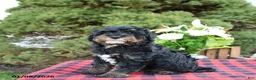 Mini Bernedoodle dogs for sale: Sarge - Ad 6