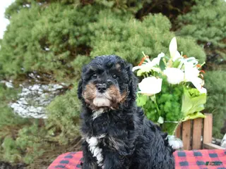 Mini Bernedoodle dogs Sarge - Ad 20