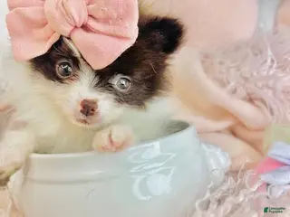 Pomeranian dogs Pomeranian Puppy 1 - Ad 10