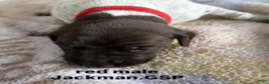 Red Male