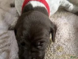 German Shorthaired Pointer dogs for sale: Red Male - Ad 2