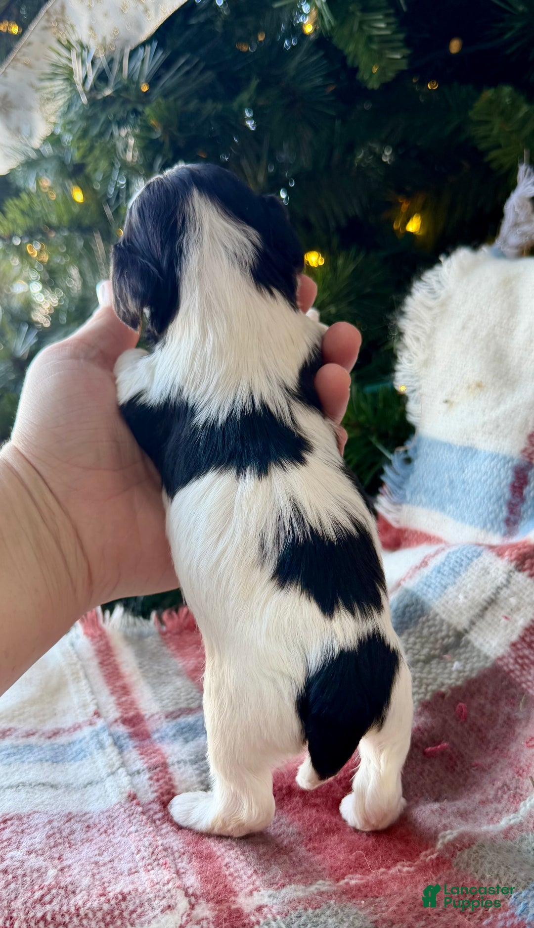 Cavapoo dogs for sale: Noel - Ad 4