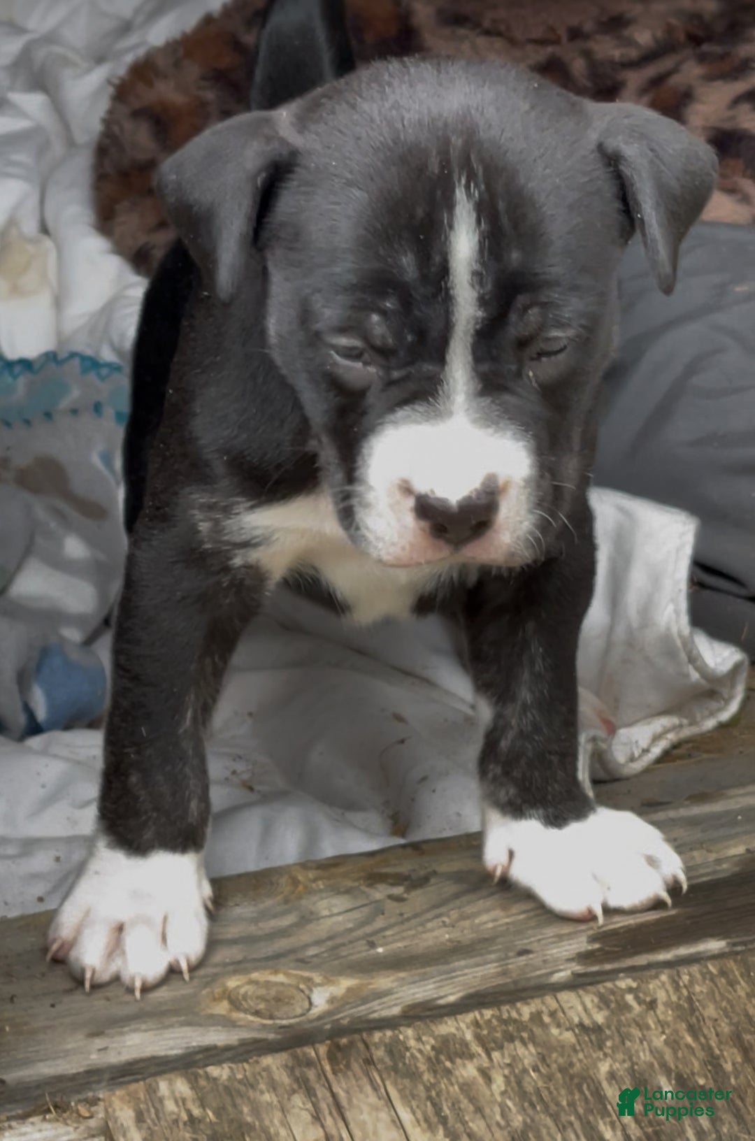 Mixed Breed dogs for sale: Mixed Breed Puppy 2 - Ad 7