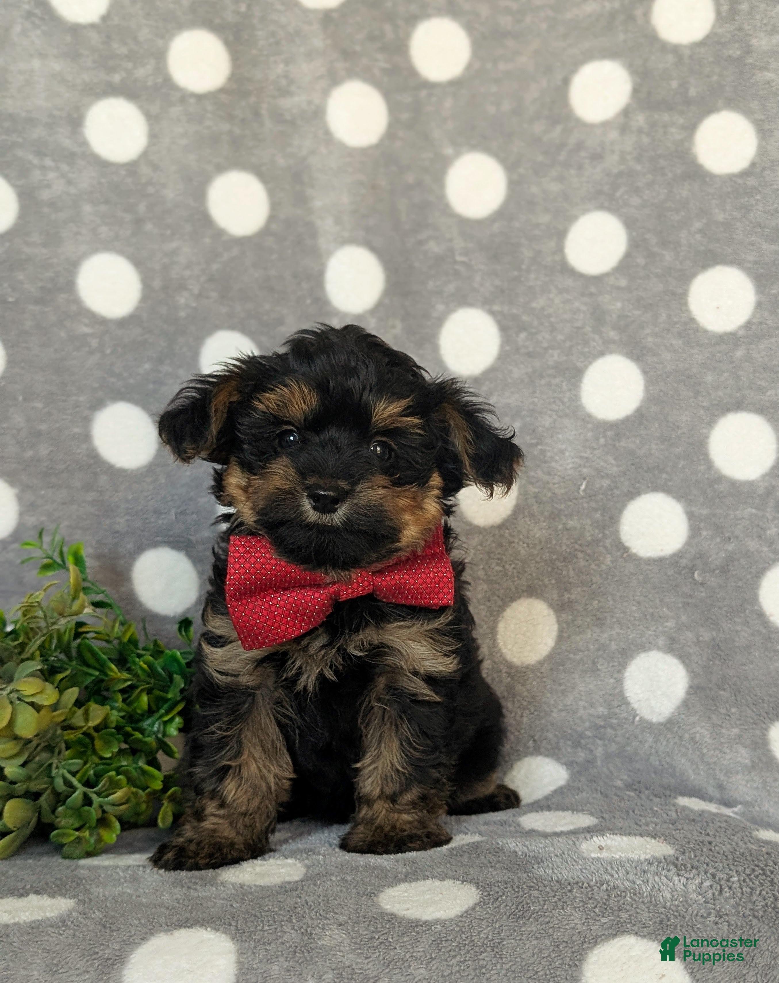 Yorkiepoo dogs Conroy - Ad 2
