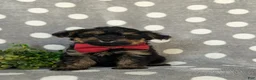 Yorkiepoo dogs for sale: Conroy - Ad 2