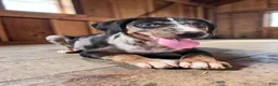 Catahoula Leopard Dog dogs for sale: Bug 2026 Male 3 - Ad 3