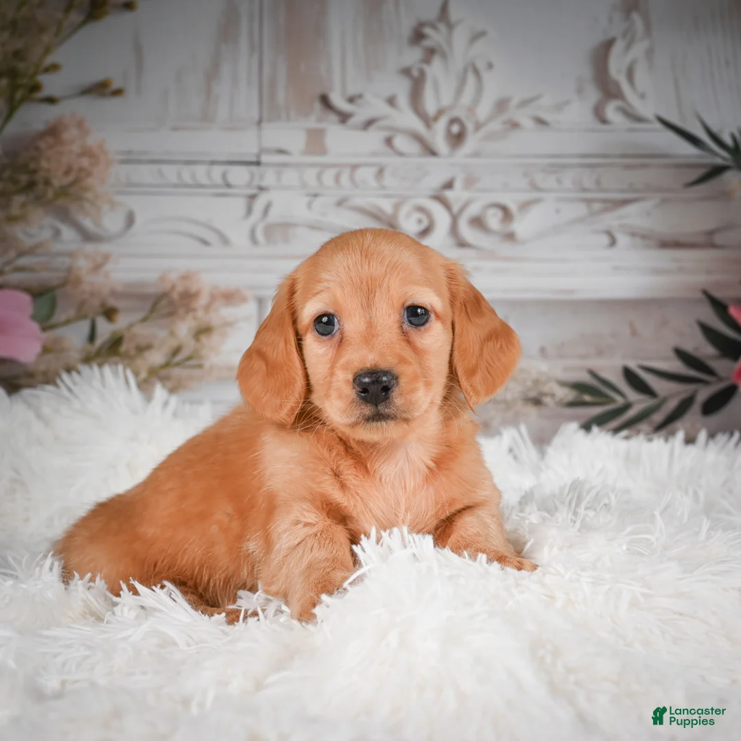 Miniature Dachshund dogs for sale: AKC-Rolex - Ad 1