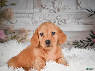 Miniature Dachshund dogs for sale: AKC-Rolex - Ad 2