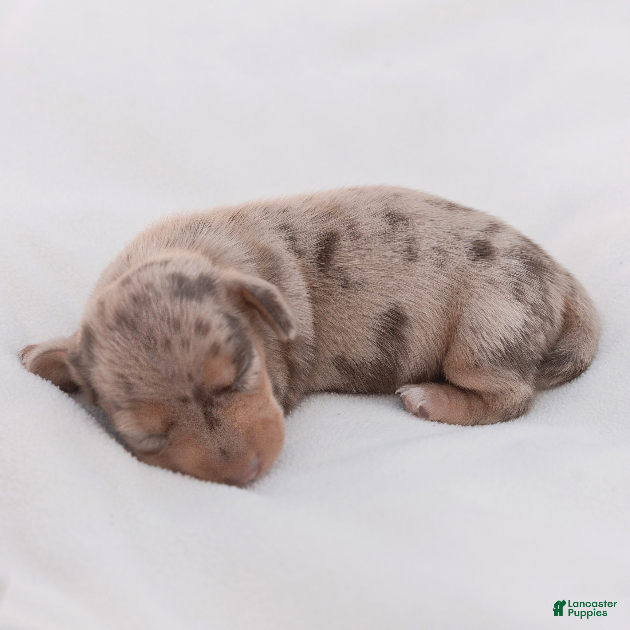 Miniature Dachshund dogs for sale: Lucy Miniature Dachshund  - Ad 1