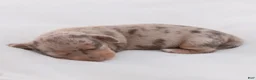 Miniature Dachshund dogs for sale: Lucy Miniature Dachshund  - Ad 1