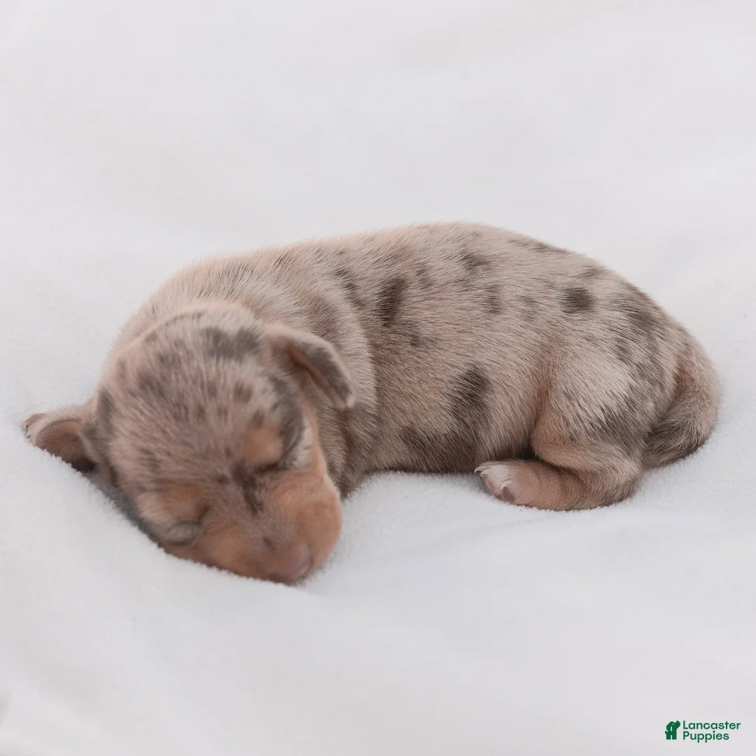 Miniature Dachshund dogs for sale: Lucy Miniature Dachshund  - Ad 1
