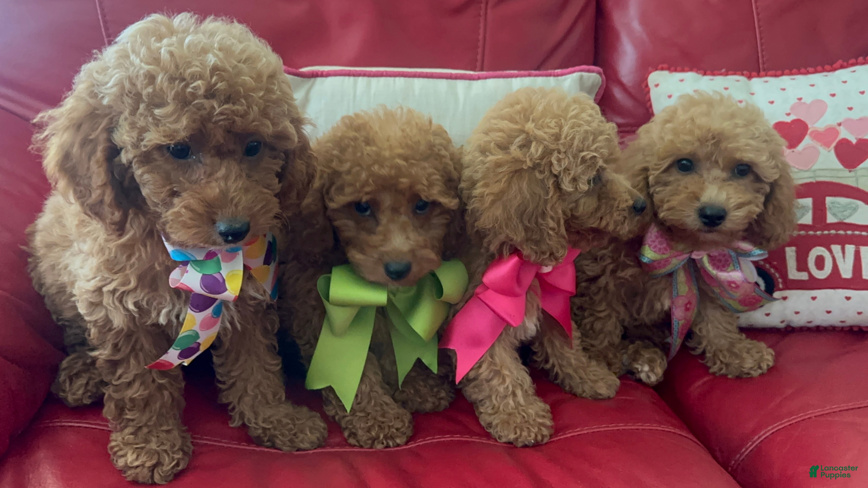 Miniature Poodle dogs Miniature Poodle 4 - Ad 15