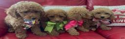 Miniature Poodle dogs for sale: Miniature Poodle 4 - Ad 1