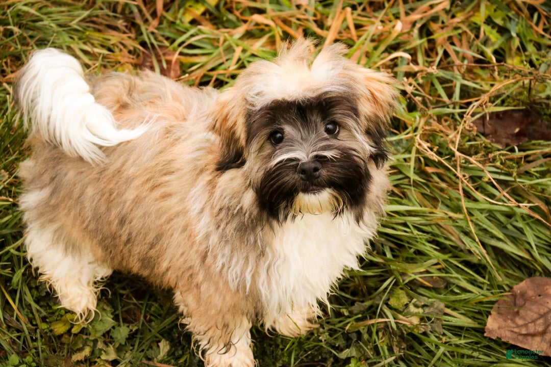 Havanese dogs for sale: Hoosier - Ad 6